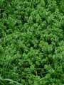 Galium odoratum, Asperula odorata
