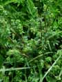 Galium odoratum, Asperula odorata