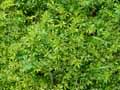 Galium odoratum, Asperula odorata