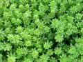 Galium odoratum, Asperula odorata
