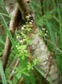 Galium palustre