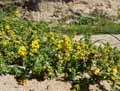 Galium verum