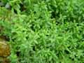Galium x pseudorubioides