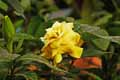 Gardenia jasminoides