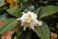 Gardenia jasminoides