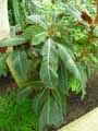 Hoffmannia ghiesbreghtii