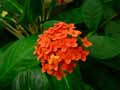 Ixora coccinea