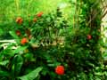 Rubiaceae-Ixora-coccinea-Fleur-de-corail-Flamme-de-la-jungle.jpg