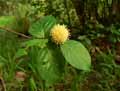 Rubiaceae-Mitragyna-inermis-Jun-Djun.jpg