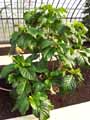 Rubiaceae-Morinda-citrifolia-Noni-Nono-Pomme-chien-Murier-indien.jpg