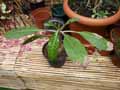 Rubiaceae-Myrmecodia-tuberosa-Plante-fourmiliere.jpg