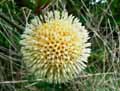 Nauclea latifolia