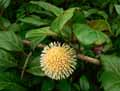 Nauclea latifolia