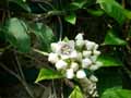 Paederia scandens