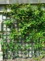 Paederia scandens
