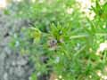 Sherardia arvensis