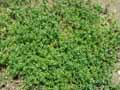 Rubiaceae-Sherardia-arvensis-Rubeole-des-champs-Sherardie.jpg
