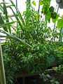 Tarenna supra-axillaris