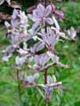 Dictamnus albus