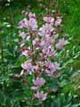 Rutaceae-Dictamnus-albus-Fraxinelle-Fraxinelle-blanche-Dictame-blanc.jpg