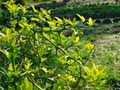 Poncyrus trifoliata
