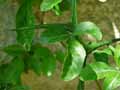 Poncyrus trifoliata