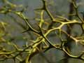 Rutaceae-Poncyrus-trifoliata-Poncirus-trifolie-Citron-du-Nord-Trifoliate-orange.jpg