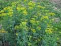 Rutaceae-Ruta-graveolens-Rue-fetide.jpg