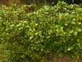 Skimmia japonica
