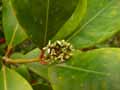 Skimmia japonica