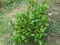 Rutaceae-Skimmia-japonica-Skimmia-du-Japon.jpg