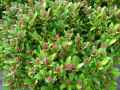 Skimmia japonica