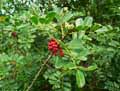 Zanthoxylum zanthoxyloides