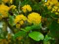 Azara dentata