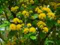 Azara dentata