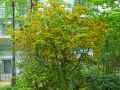 Azara dentata