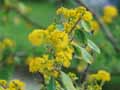 Azara serrata