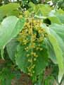 Idesia polycarpa