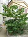 Idesia polycarpa