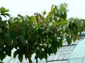 Salicaceae-Poliothyrsis-sinensis-2-Arbre-aux-fleurs-de-perles-Poliothyrsis-de-Chine.jpg
