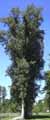 Salicaceae-Populus-alba-Peuplier-blanc.jpg