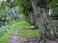 Salicaceae-Populus-nigra-var.-italica-Peuplier-noir-d-Italie-Peuplier-d-Italie-Peuplier-de-Lombardie.jpg