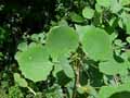 Salicaceae-Populus-tremula-Peuplier-tremble.jpg