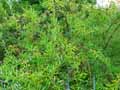 Salix Irrorata