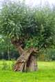 Salix alba