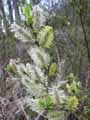 Salix aurita