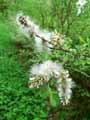 Salix aurita