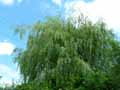 Salix babylonica