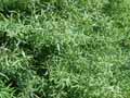 Salix purpurea
