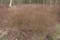 Salix purpurea